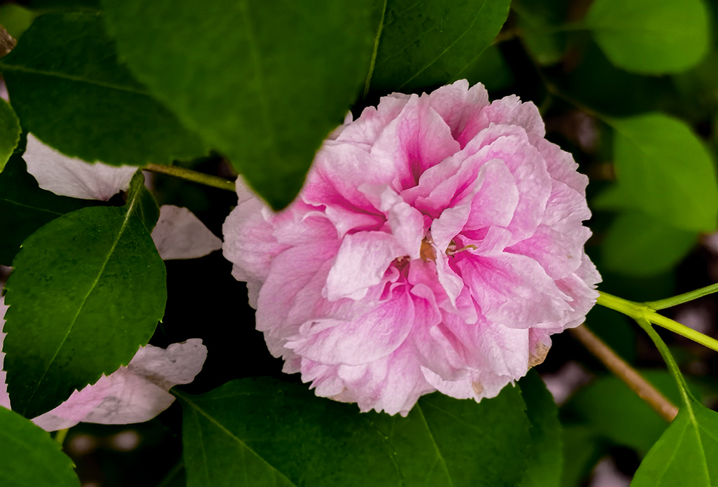 IMG_20210404_170242副本.jpg