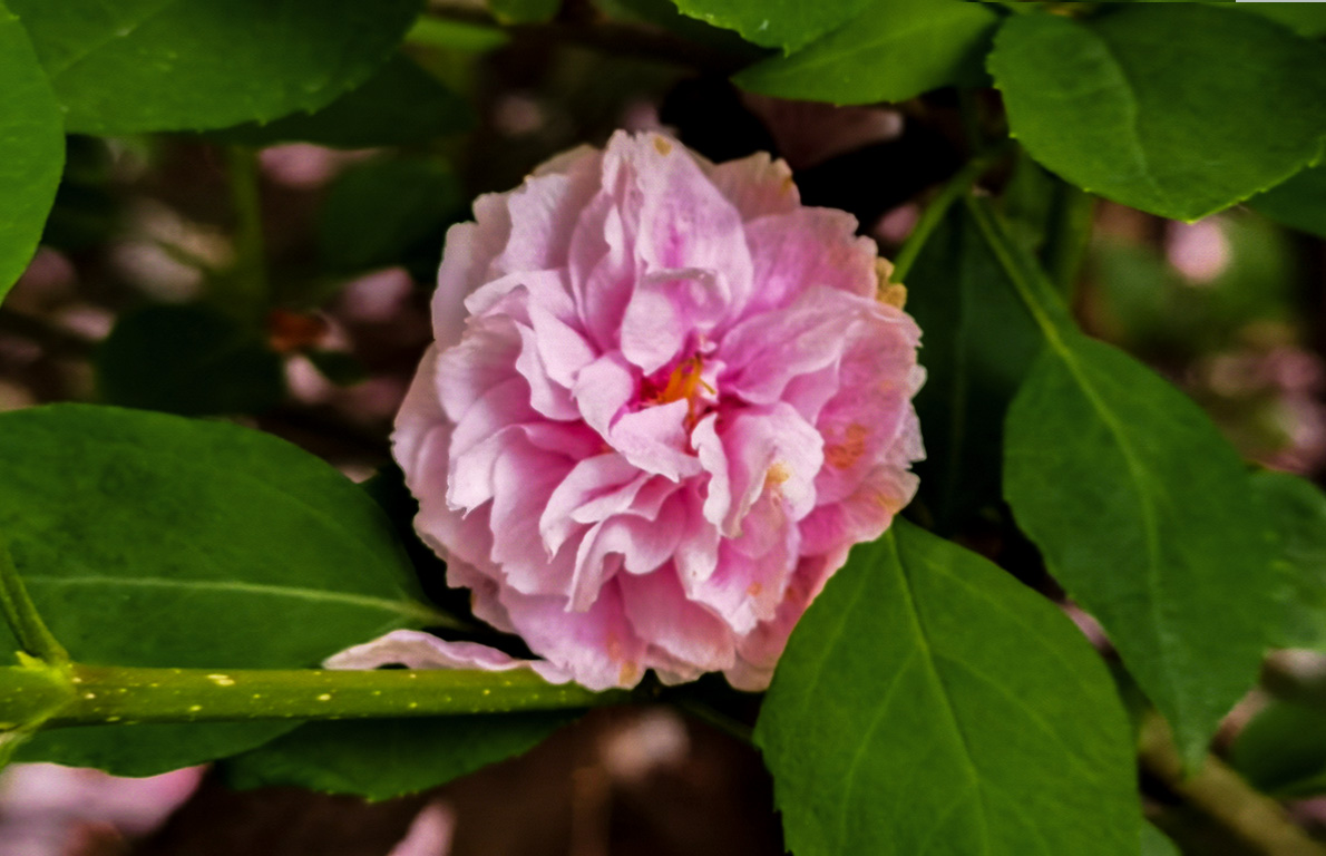 IMG_20210404_170227副本.jpg