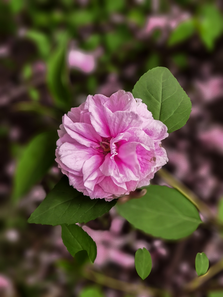 IMG_20210404_170407副本.jpg