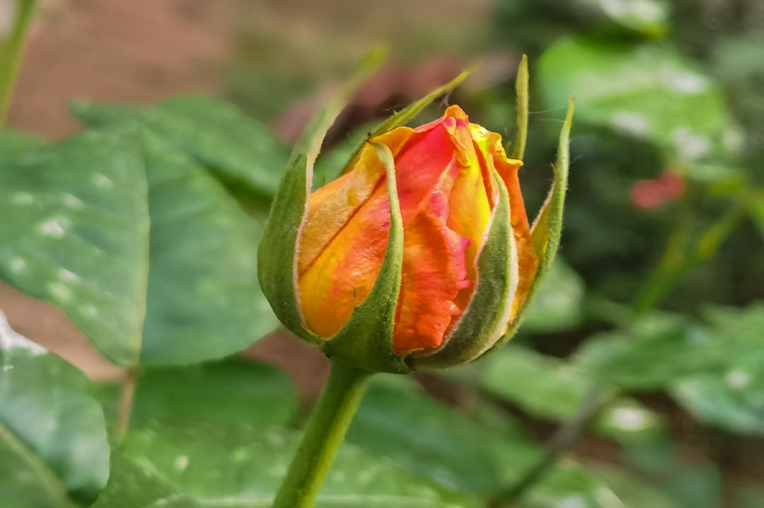 IMG_20220419_191033副本.jpg