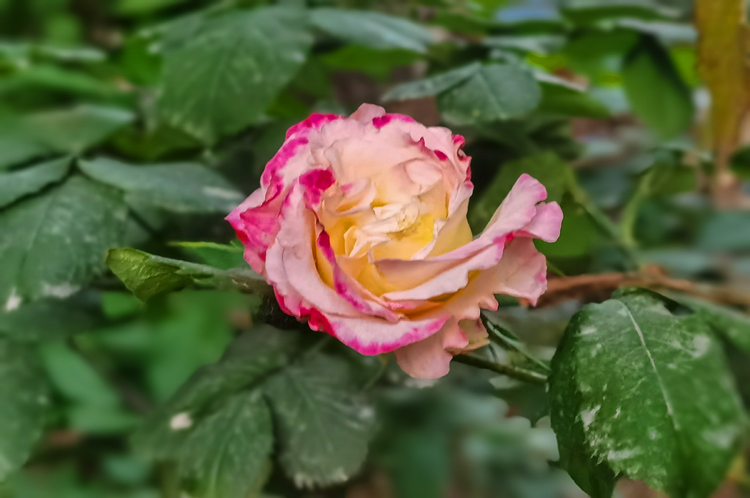 IMG_20220419_191322副本.jpg