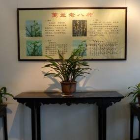 兰花