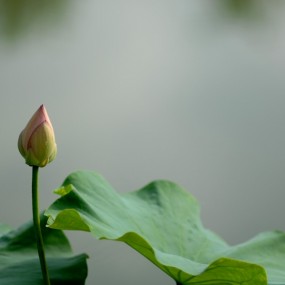 一组沐雨荷花