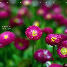 美丽的花儿