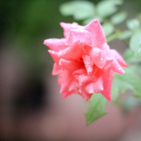 雨后