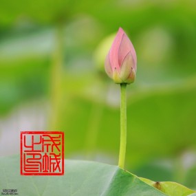 曲江荷花