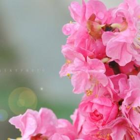 雨后梅花(2)
