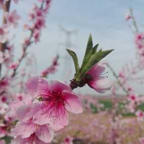 桃花