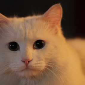 猫儿