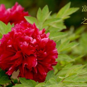 牡丹花开