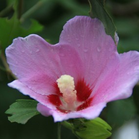 雨后小花