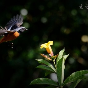 北红尾鸲