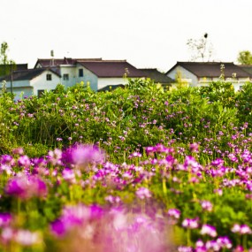 油菜、花