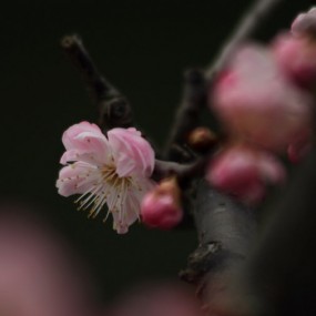红梅报春