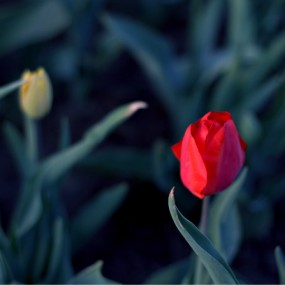 学拍花花