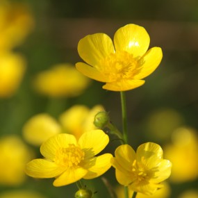 山顶六花