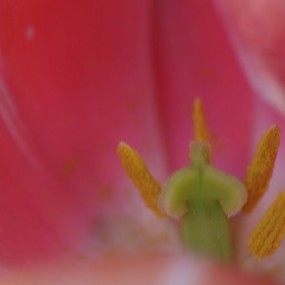 残花