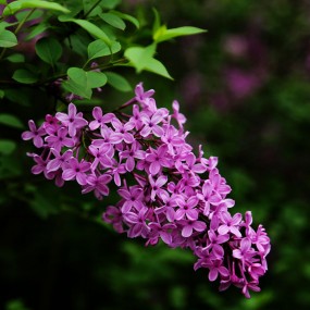 不知名的花
