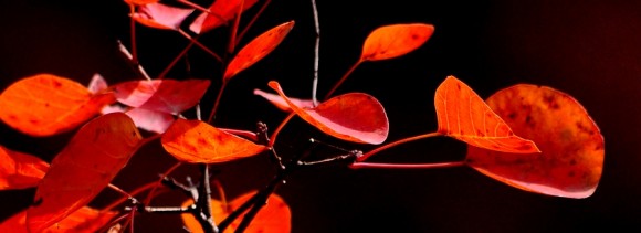 少华山秋（1）
