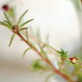 小花小草