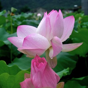 婷婷雨荷