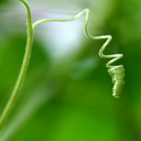 葫芦2