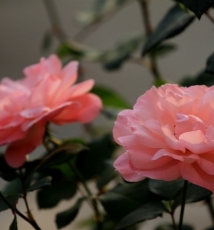 花的世界