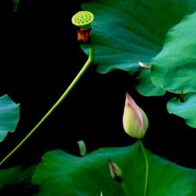 荷花（2）