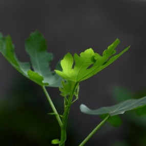 5.31早晨的小鸟