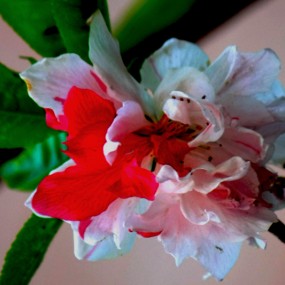 双色桃花