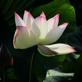 荷花香