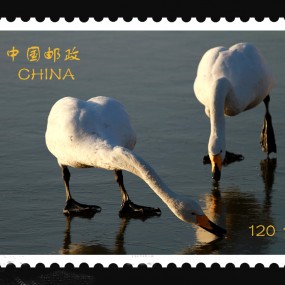 仿中国邮票