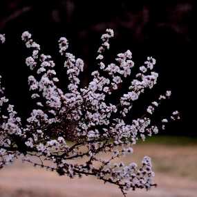 繁花似锦