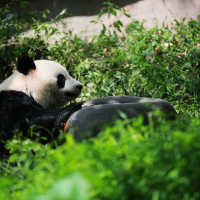 A Panda的卖萌记