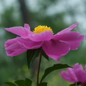 芍药120503