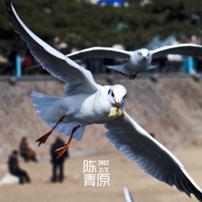 海鸥的故事