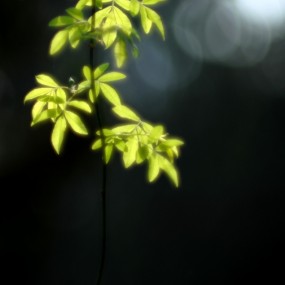 繁花似锦