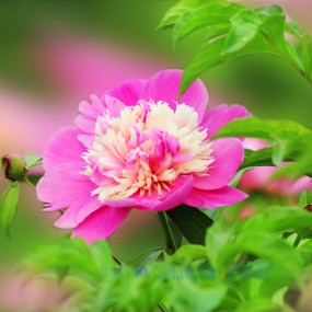芍药花开