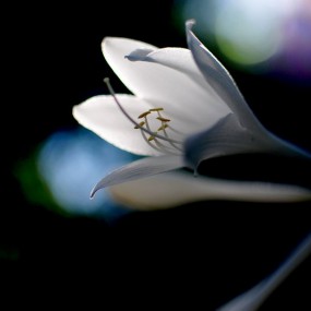 江南第一花