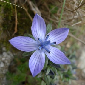 不知芳名