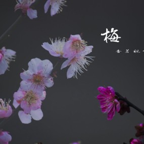 梅