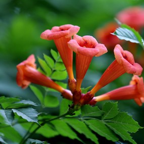 【凌霄花】