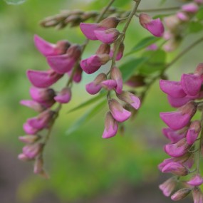 4月赏花
