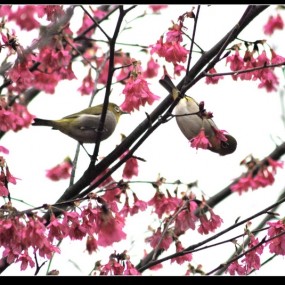 樱花鸟语