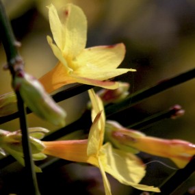 迎春花