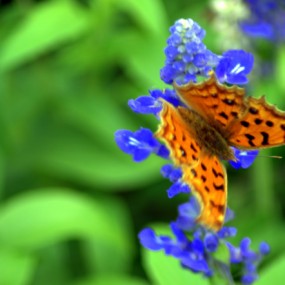 蝶恋花