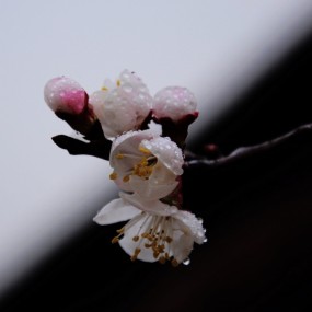 杏花开了