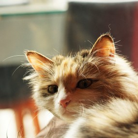 猫咪