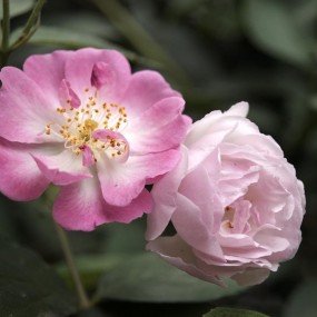 花花草草~~