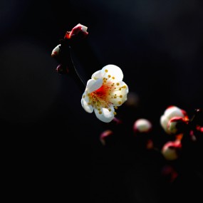 梅花4